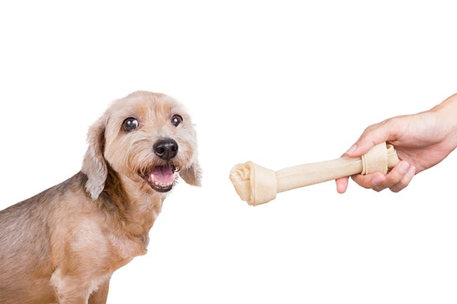 Dog receiving a treat